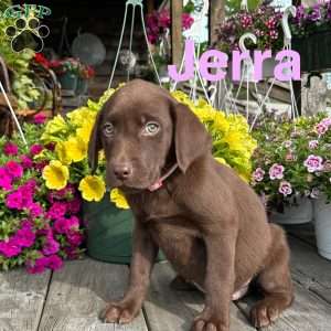 Jerra, Chocolate Labrador Retriever Puppy